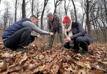 Monitorizarea voincerului pitic în Rezervația Naturală Codrii