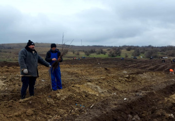 Împădurire la Cârnățeni