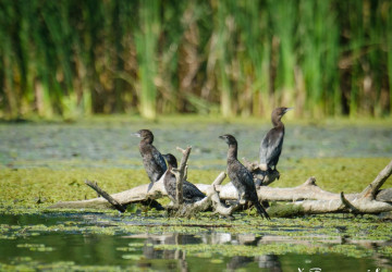 Patrimoniul Verde: Parcul Național „Nistrul de Jos”