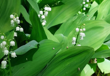 Patrimoniul Verde: Descoperă și protejează speciile Parcului Național „Nistrul de Jos”