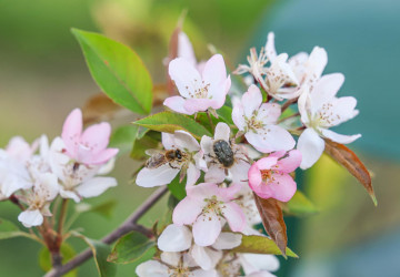 Interacțiuni entomologice pe pomii înfloriți: albina și gândacul păros