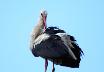 Patrimoniul Verde: Descoperă și protejează speciile Parcului Național „Nistrul de Jos” - Specia săptămânii: Barza albă (Ciconia ciconia)
