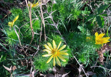 Patrimoniul Verde: Descoperă și Protejează speciile din cadrul Parcului Național „Nistrul de Jos” - Specia săptămânii: Rușcuța de primăvară (Adonis vernalis)