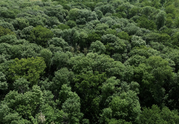 Servicii de consultanță pentru suportul promovării comerțului echitabil și prevenirerii vânzării produselor din masă lemnoasă provenite din tăieri și despăduriri ilegale în Armenia, Georgia, Ucraina și R. Moldova”